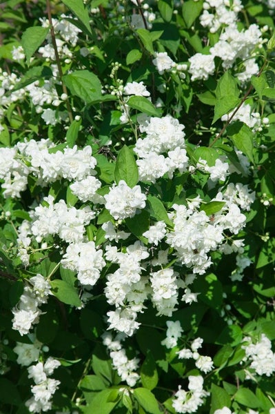 Blühender Pfeifenstrauch mit weißen Blüten