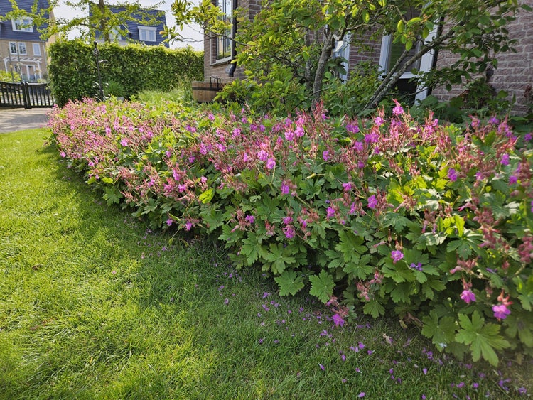 Garten mit Geranienbeet und Rasenfläche vor einem Wohnhaus.