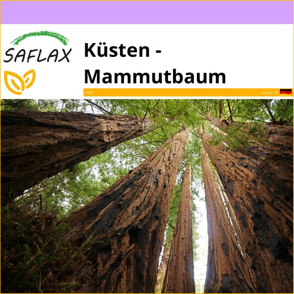 SAFLAX  - Küsten - Mammutbaum - Sequoia sempervirens - 50 Samen