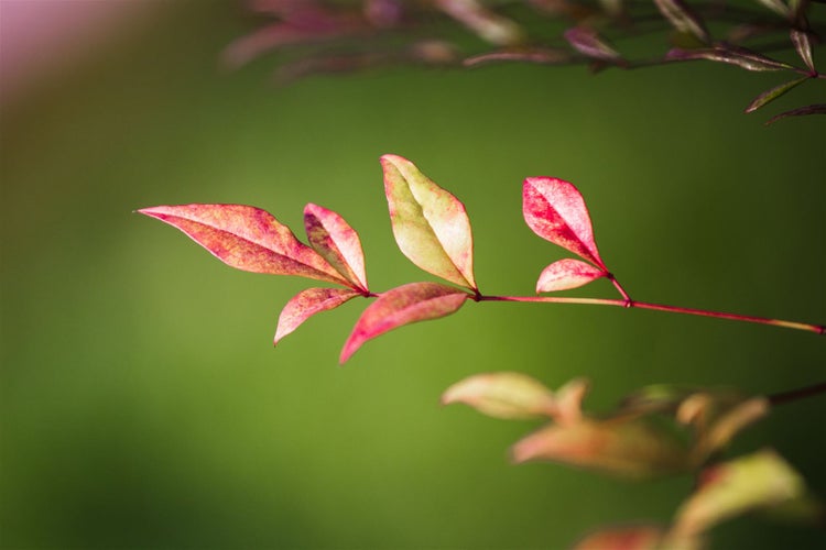 Nandina domestica 'Obsessed', Himmelsbambus, rotlaubig, 30–40 cm