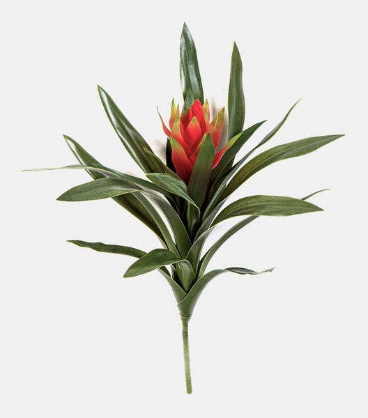 Nahaufnahme einer Bromelie mit langen spitzen grünen Blättern und einer roten Blüte