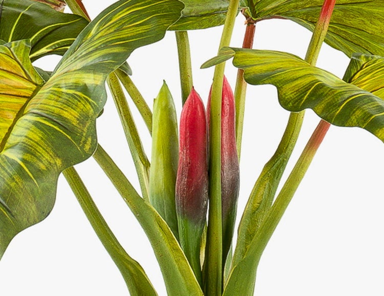 Nahaufnahme einer Kunstpflanze mit großen gemusterten Blättern und farbigen Blütenknospen.