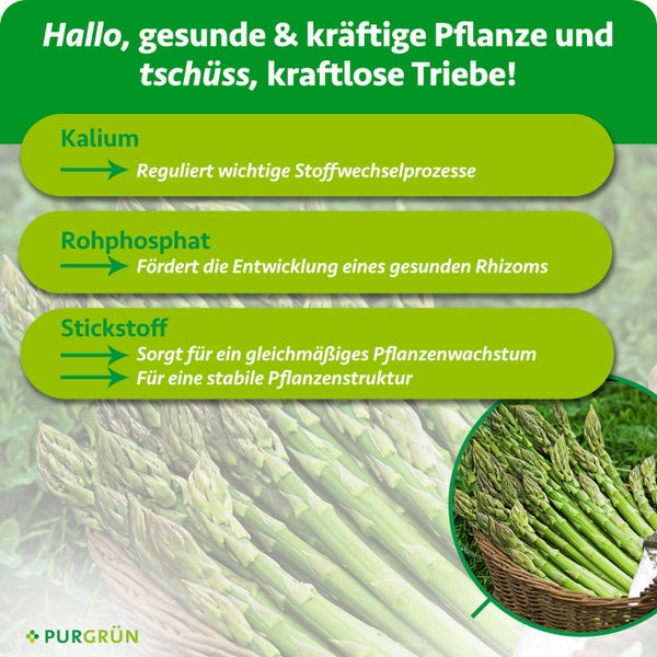 Infografik zu Pflanzennährstoffen: Kalium für Stoffwechsel, Rohphosphat für Rhizome, Stickstoff für Wachstum und Struktur. PURGRÜN Logo.