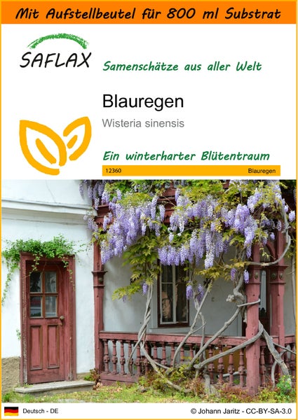 SAFLAX Garden in the bag - Blauregen - Wisteria sinensis - 4 Samen - Mit Anzuchtsubstrat im praktischen, selbst aufstellenden Beutel