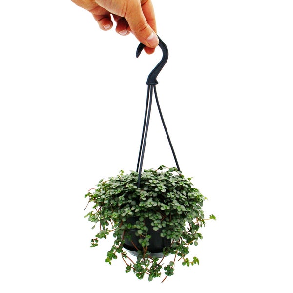 Pflegeleichte Mini-Ampelpflanze - Pilea glauca - Blaue Kanonierblume