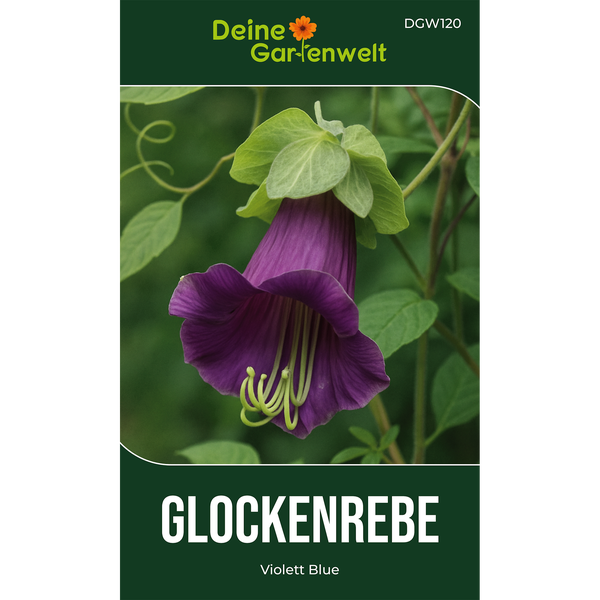 Deine Gartenwelt Glockenrebe Violett Blue, glockenförmige violette Blüte mit grünen Blättern.