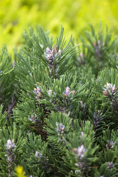 Pinus uncinata 'Heideperle', Berg-Kiefer, kompakt, 20–25 cm