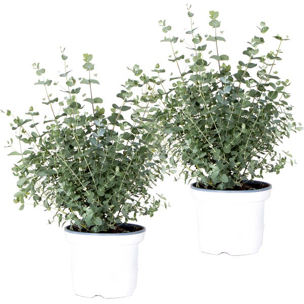 2x Eucalyptus gunnii - Gummibaum - Strauch - Immergrün – ⌀17 cm - ↕40-50 cm