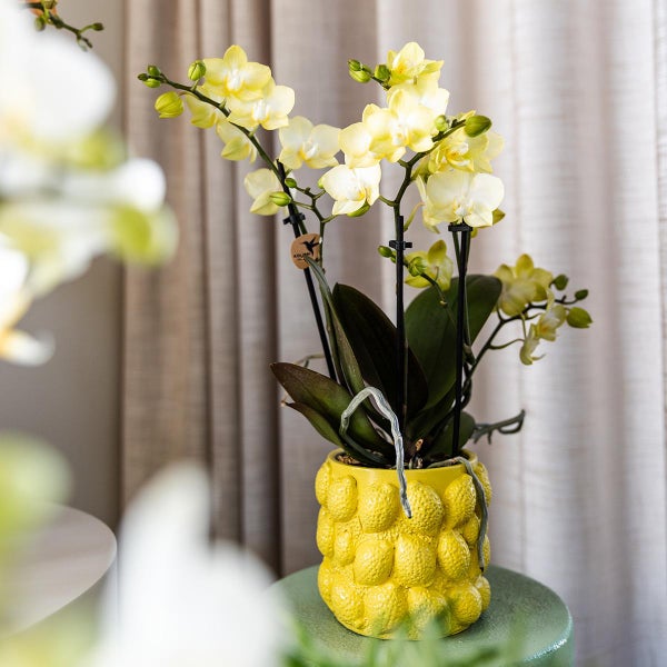 Kolibri Company Geschenkset Optimismus Pflanzenset mit oranger Phalaenopsis Orchidee und Sukkulenten inkl. Keramik Ziertöpfe