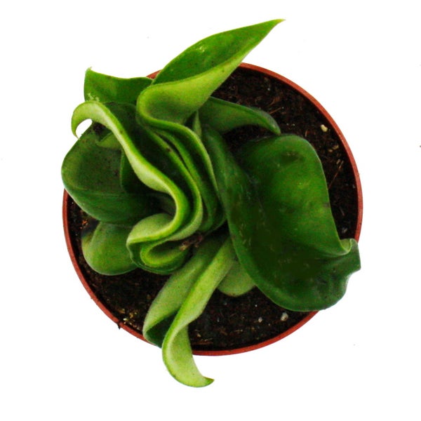 Mini-Pflanze Hoya carnosa compacta fleischige Porzellanblume Wachsblume Baby-Plant 6,5cm Topf