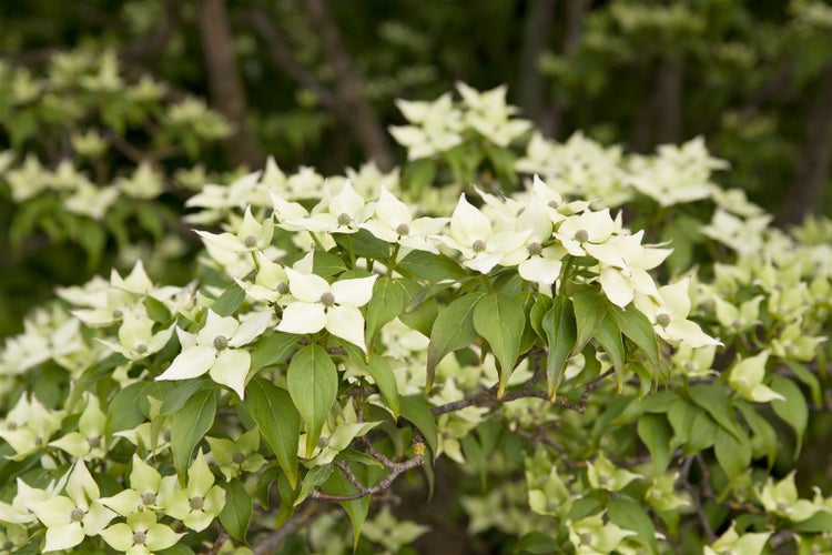 Cornus kousa chinensis, Chinesischer Blumen-Hartriegel, 60–80 cm