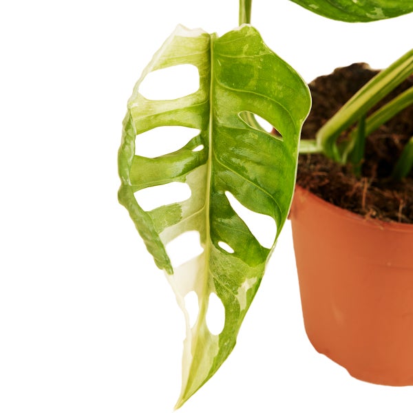 Bloomique - Monstera adansonii Variegata - Monkey Leaf - Fensterblatt - Luftreinigende Zimmerpflanzen - Monstera Pflanze - Hängepflanze echt - Kletterpflanzen Zimmer - Höhe 20-25 cm - Topf 12 cm