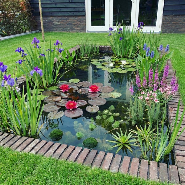 Gartenteich mit Ziegelrand, pinkfarbenen Seerosen, violetten Schwertlilien und verschiedenen Wasserpflanzen in einem gepflegten Garten.