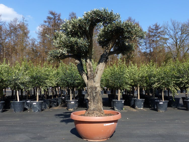 Olivenbaum Pon Pon 200 cm Bonsai Formgehölz, winterhart