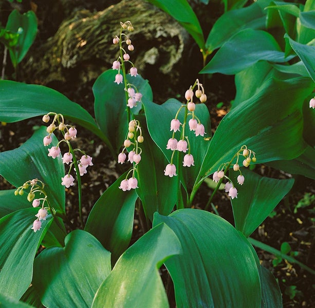 Convallaria majalis 'Rosea', Maiglöckchen, rosa, ca. 9x9 cm Topf
