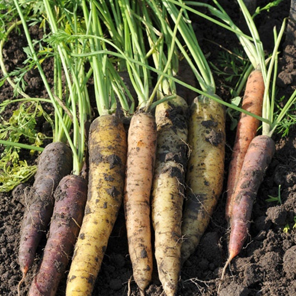 Verschiedenfarbige Karotten mit Grün liegen auf der Erde.
