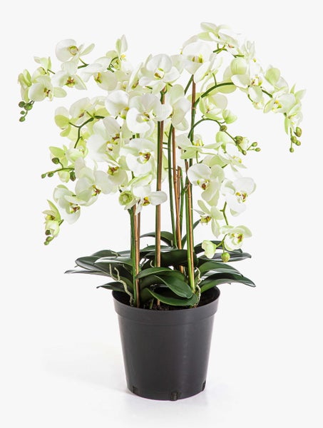 Weiße Phalaenopsis Orchidee mit vielen Blüten an Stielen und Pflanzstäben aus Holz.