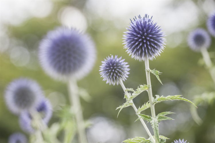 Nahaufnahme von Kugeldistelblüten im Garten.