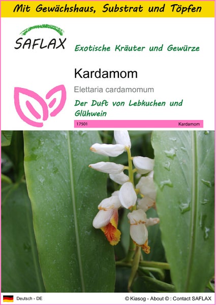 SAFLAX Anzucht Set - Kardamom - Elettaria cardamomum - 20 Samen - Mit Mini-Gewächshaus, Anzuchtsubstrat und 2 Töpfen