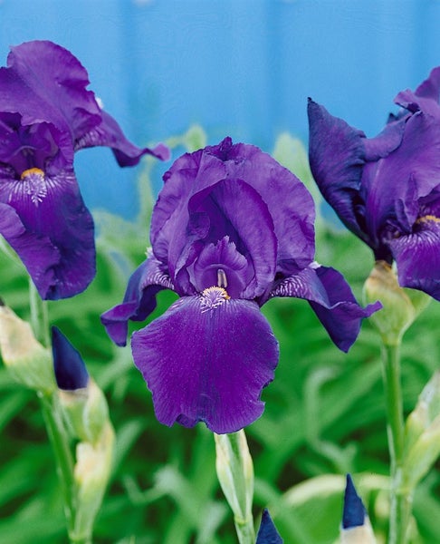 Iris x barb.-elat. 'Rheintraube', lila, ca. 11x11 cm Topf