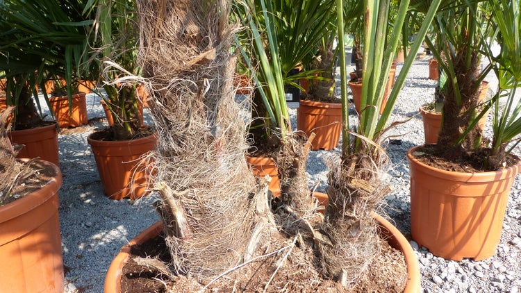 mehrstämmig Trachycarpus Fortunei Palme Palmengruppe, winterhart 200 cm