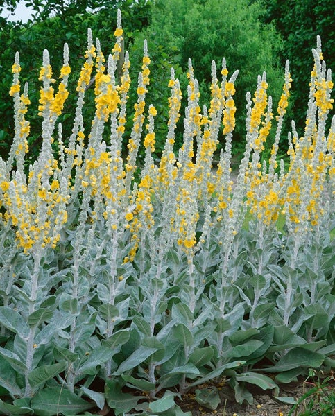Verbascum bombyciferum 'Polarsommer', silbrig, ca. 9x9 cm Topf