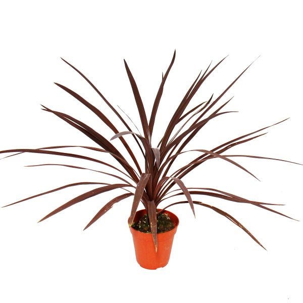 Rote Keulenlilie - Cordyline australis Red Star - 12cm Topf - ca. 50cm hoch