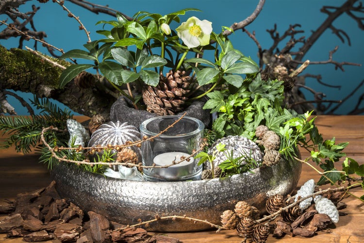 Dekorative Tischdekoration mit Christrose, Tannenzapfen und Kerze in silberfarbener Schale.