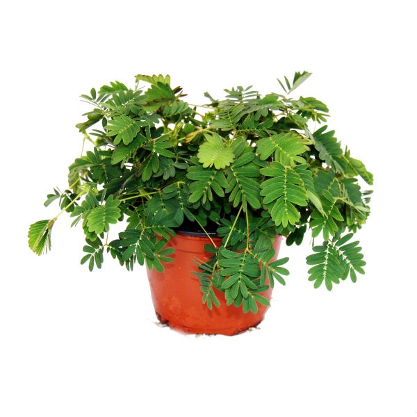 Mimose Rühr-Mich-Nicht-An - Die Pflanze, die auf Berührung reagiert - 9cm Topf