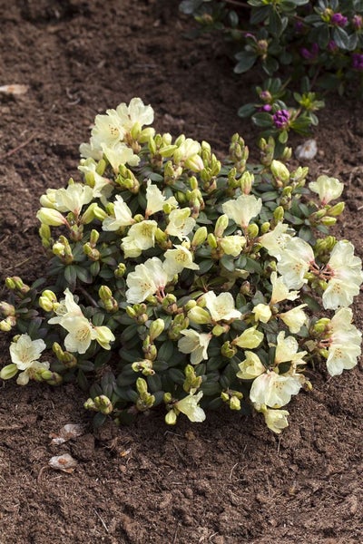 Rhododendron ludlowii 'Wren', gelb, 20–25 cm