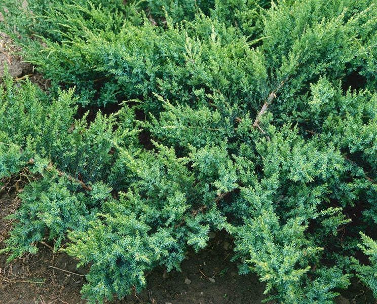 Kriechender Wacholder als immergrüner Bodendecker für den Garten.