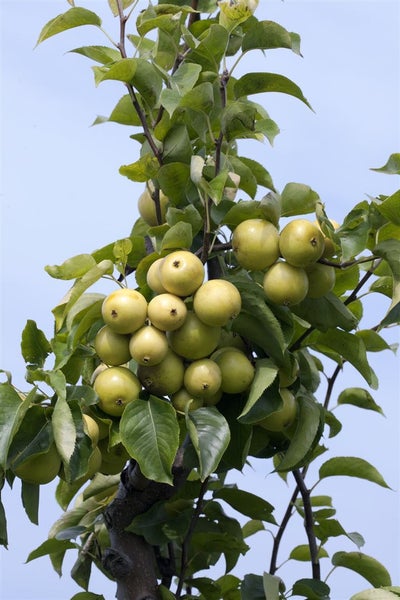 Pyrus pyrifolia 'Nijisseiki', Nashi-Birne, 150–200 cm, saftig-süß