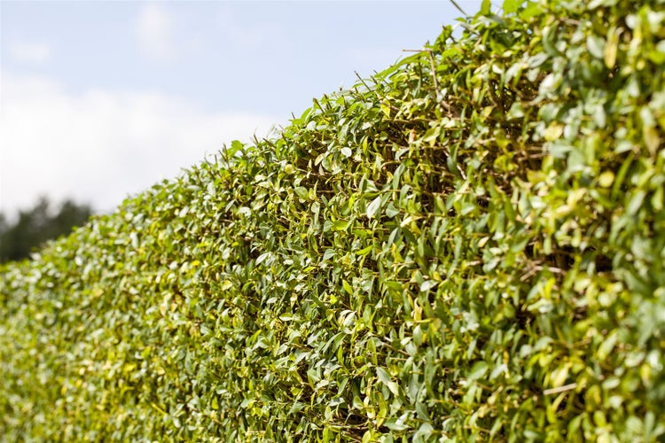 Ligustrum vulgare, Gewöhnlicher Liguster, 20–30 cm