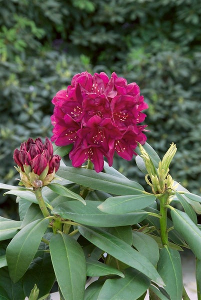 Rhododendron Hybr. 'Polarnacht', dunkelviolett, 50–60 cm