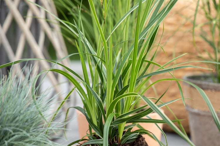 Carex morrowii 'Variegata', Japan-Segge, grün-weiß, 2-3 Liter Container