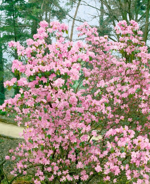 Rhododendron 'Praecox', frühblühend, lila, 20–25 cm