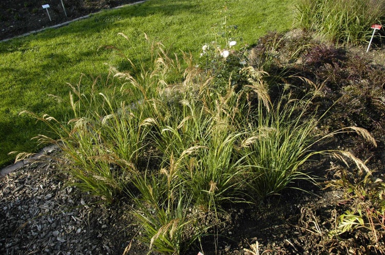 Achnatherum calamagrostis 'Algäu', Ziergras, ca. 9x9 cm Topf