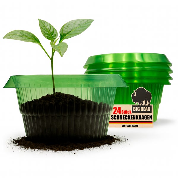 Big Dean Schneckenkragen 24 Stück im Set mit Pflanze in Anzuchttopf