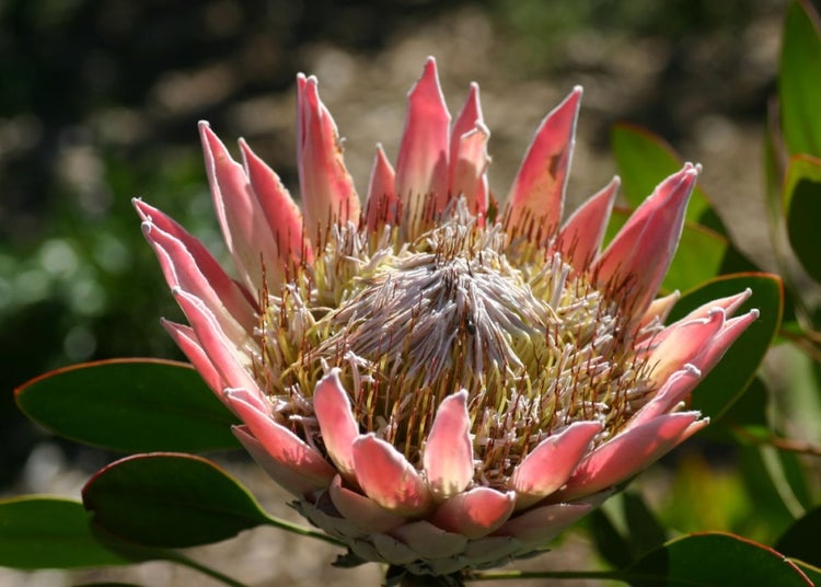 SAFLAX Anzucht Set - Königsprotea - Protea cynaroides - 5 Samen - Mit Mini-Gewächshaus, Anzuchtsubstrat und 2 Töpfen