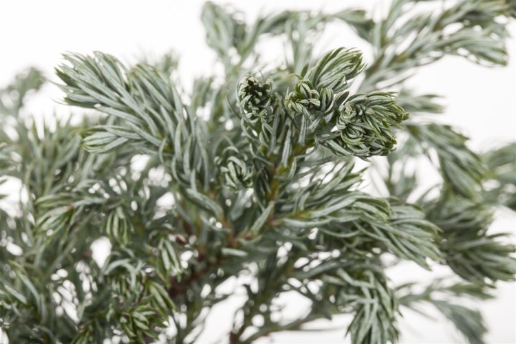 Chamaecyparis pisifera 'Boulevard', Scheinzypresse, blaugrün, 20–30 cm