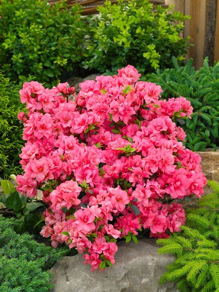 Azaleenstrauch mit zahlreichen Blüten im Garten