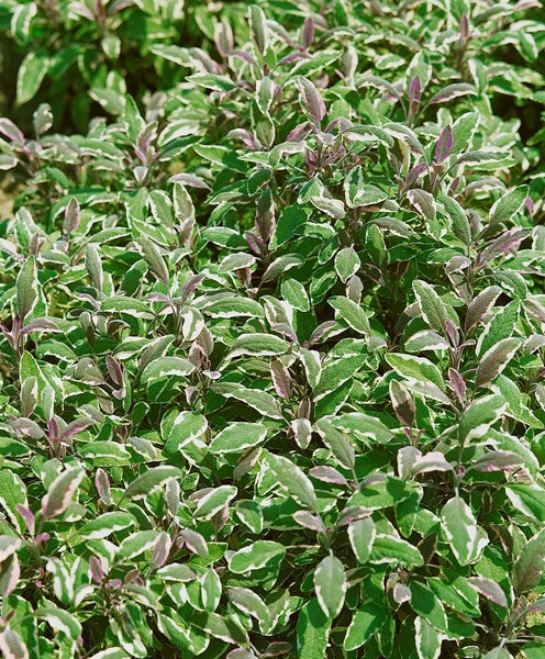 Salvia officinalis 'Tricolor', Bunter Salbei, ca. 9x9 cm Topf