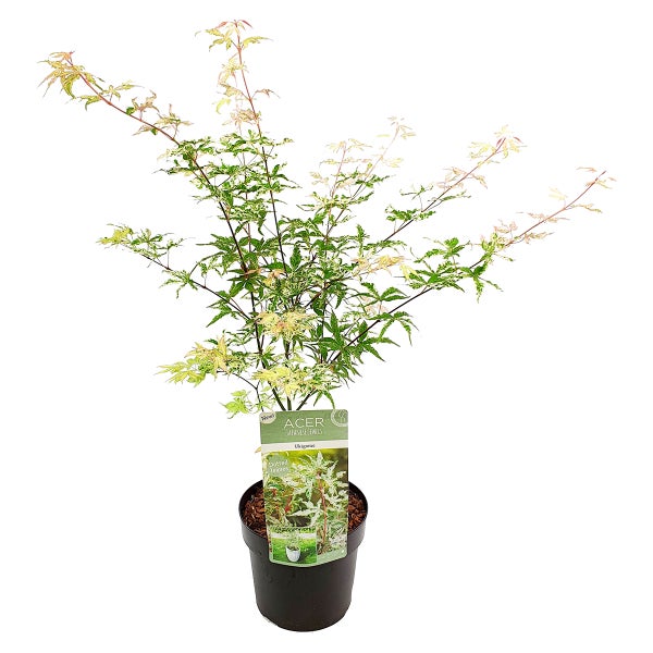 Acer 'Ukigumo' – Japanischer Ahorn – Strauch – Pflegeleicht – ⌀13cm - ↕30-35cm