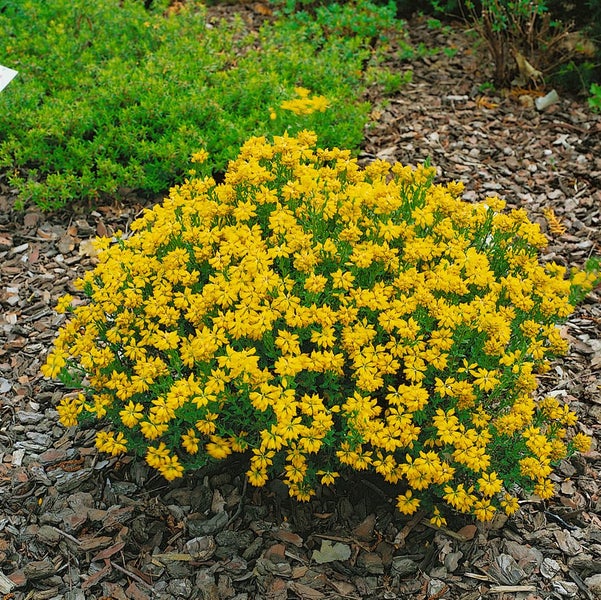 Genista hispanica, Spanischer Ginster, gelb, 20–30 cm