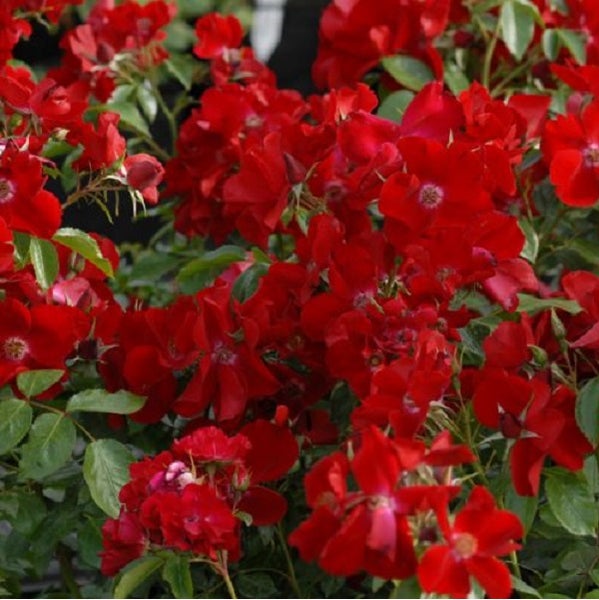 Nahaufnahme einer roten Beetrose mit grünen Blättern.