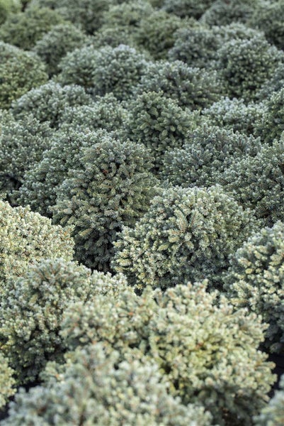 Picea glauca 'Echiniformis', Zwergfichte, kompakt, 40–50 cm