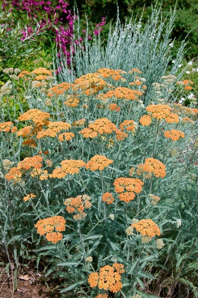 Achillea-Filipendulina-Blütenstand im Garten