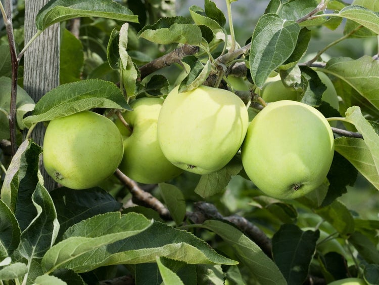 Malus 'Weißer Klarapfel', Apfelbaum, 150–200 cm