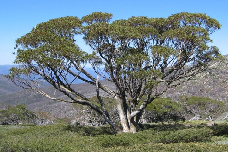 SAFLAX  - Schnee - Eucalyptus - Eucalyptus pauciflora ssp. niphophila - 250 Samen - Mit keimfreiem Anzuchtsubstrat