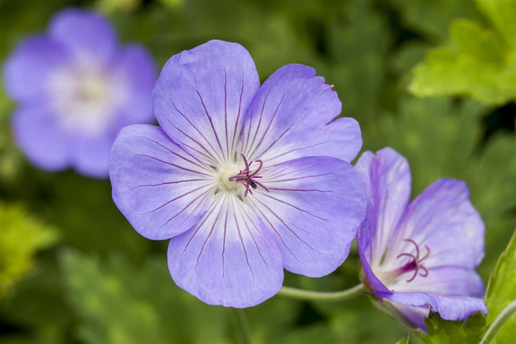 Geranium wallichianum 'Rozanne', Storchschnabel, violettblau, 2-3 L Container